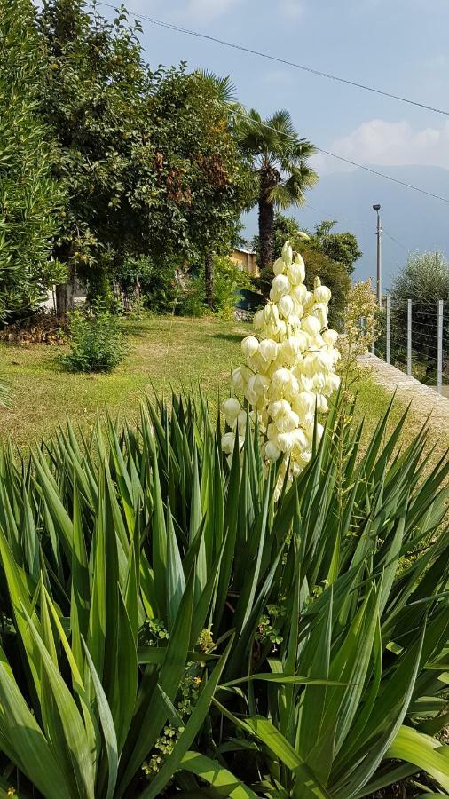 Apartamento Flora Moltrasio Exterior foto